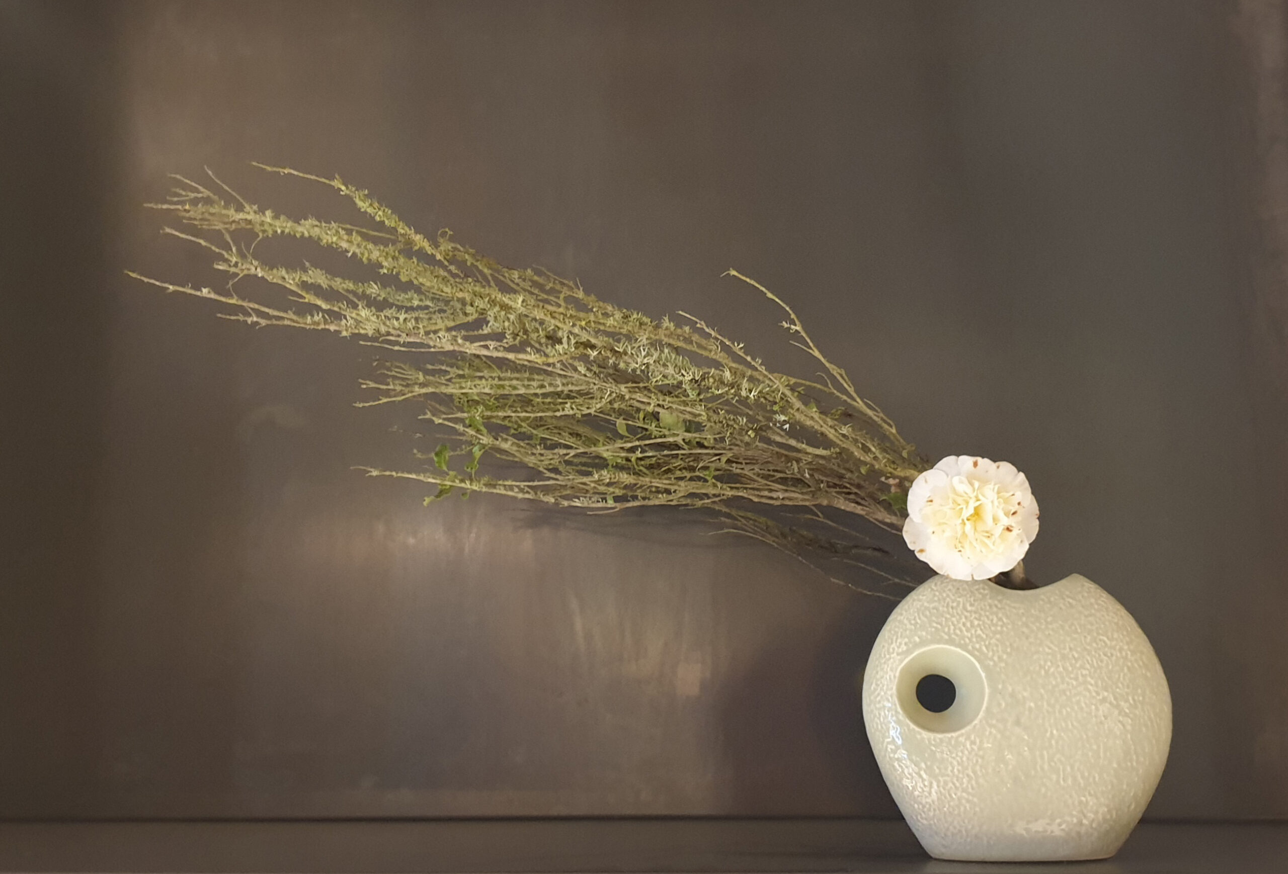 Cream flower and branches against brown background